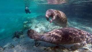 Experience Florida in 60 Seconds