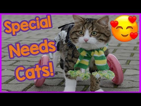 Caring for special needs cats - Cat Care Tips!