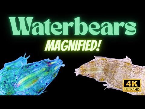 How To Find A WATERBEAR - 1000x Magnified Compilation (Unseen footage)