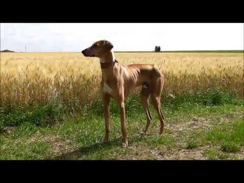 L'Azawakh Fahim Kel Az'Amour, Азавак, Azavak, سلوقي