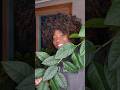 Lime Leaves Benefits & Uses | Why You Should Be Drinking This Citrus Powerhouse
