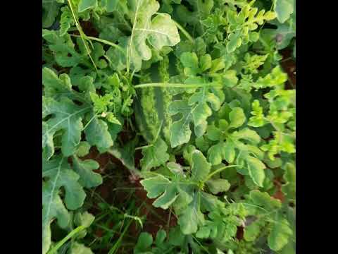 supreet export quality watermelon 2020