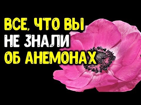 , title : 'Весенние анемоны: от А до Я. Ветреница  корончатая от посадки клубней и до цветения, и не только...'