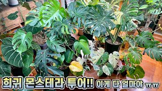 희귀 몬스테라 11종 투어!! 막걸리비료, 미원비료 먹은 몬스테라 후기까지!!