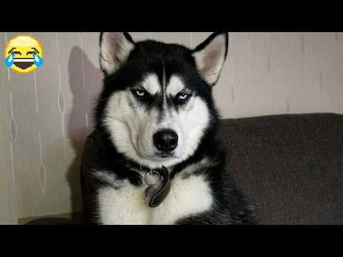Do not Upset Him 😏😡 Animal Compilation 2026