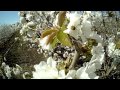 Bees In The Trees