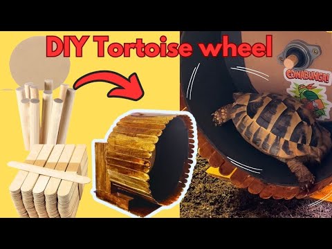 DIY Tortoise / Small animal running wheel for enrichment
