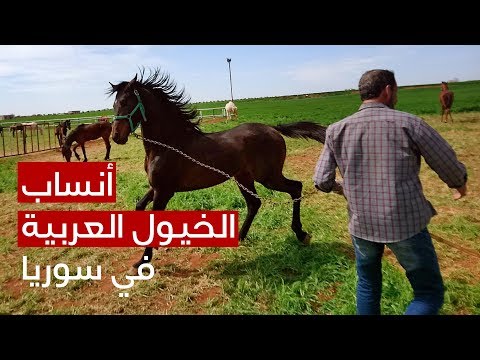 , title : 'أنساب الخيول العربية الأصيلة الموجودة في سوريا'
