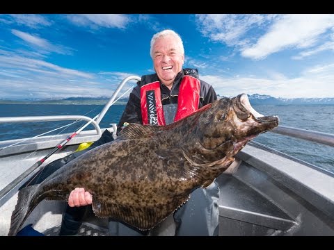 Angeln in Norwegen: Saltstraumen Festival 2016 in Saltstraumen Brygge, Nordnorwegen