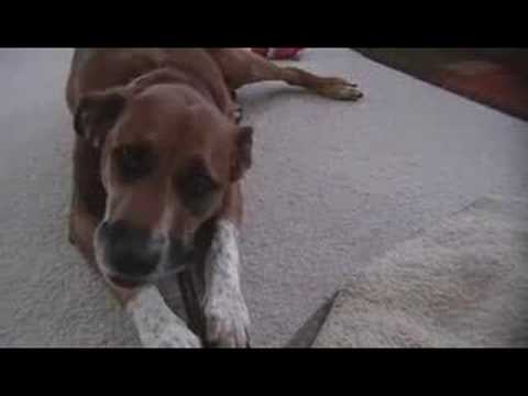 download lagu mp3 mp4 Braided Beef Gullet, download lagu Braided Beef Gullet gratis, unduh video klip Braided Beef Gullet