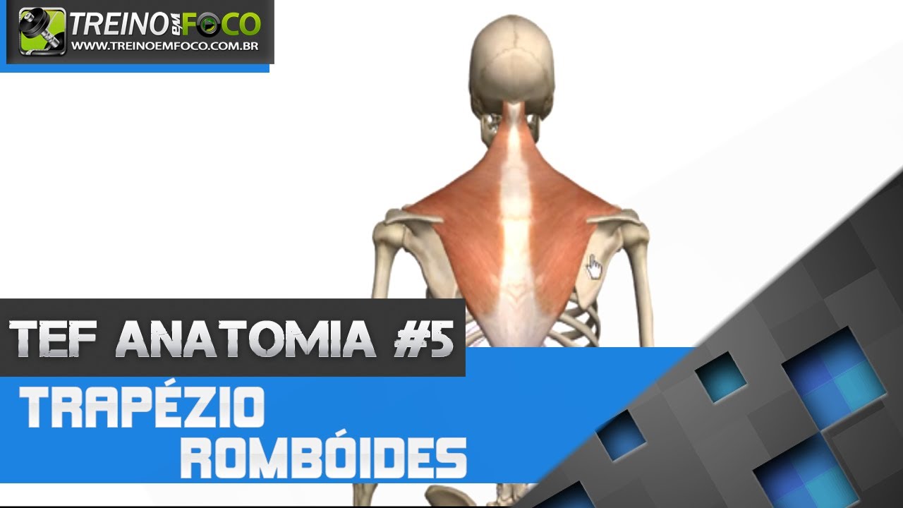 Treino em FOCO Anatomia #5  - Trapézio e Rombóides