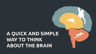 A Quick and Simple Way to Think About the Brain