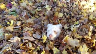 Blind Dog Loves Jumping in Leaves