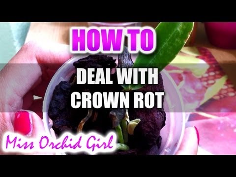 Attempting to rescue an Orchid from crown rot Video