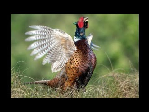 neulichinderjagdschule... Feldhühner und Co. #20