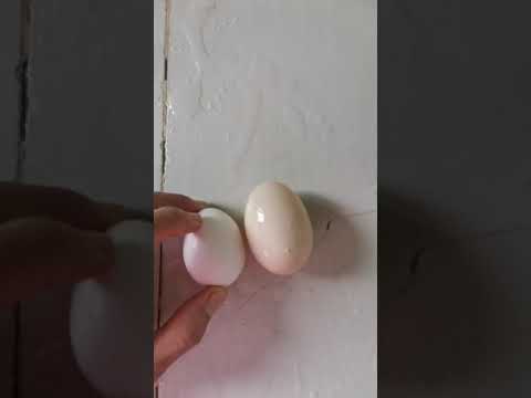 Duck egg compared to chicken egg 🥚