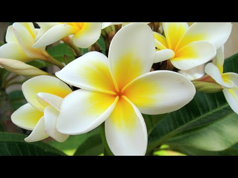 PUTRI CENING AYU| 49 minutes of Relaxation music|