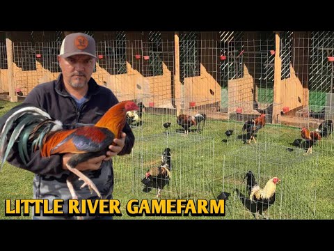 Asil Yellow leg hatch Kelso - LITTLE RIVER FARM