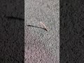 Mystery Solved. It is a BABY INCHWORM in Las Vegas