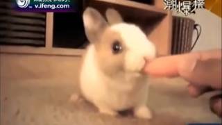 吃货歌 吃货歌