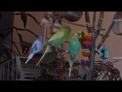 Luinil,Spring und Regulus im Spielbaum