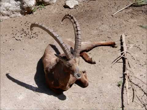 Živalski vrt Ljubljana in Rožnik - 8. in 11. 5. 2022