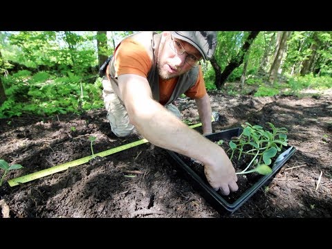 Growing Free Food from Last Year's Pigs Video