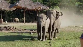 When an elephant herd meet with the tractor driver