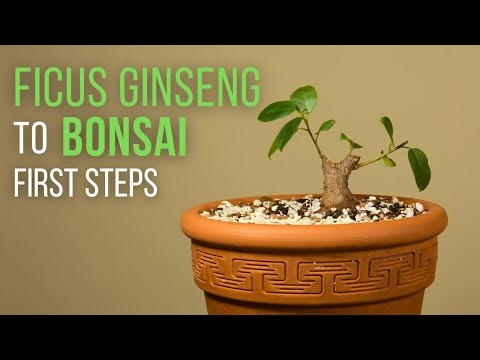 ficus microcarpa ginseng 中文