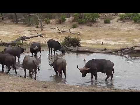 Djuma: Buffalo group of eleven come to the pan - 12:45 - 09/24/19