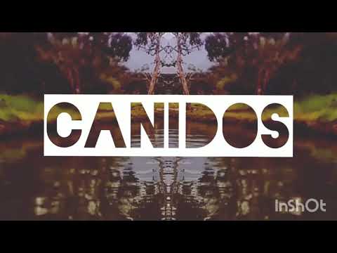 DobleUnder - No Hay Opción (CANIDOS)