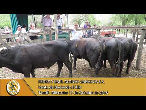 17-10-18 Venta de Hacienda al Kilo - Pedro y Raúl Alonso Ganados S.A. - Tandil