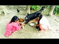Goat Milking Goat Milking By Hand ননদ বৌদির ছাগলের দুধ দোহ�