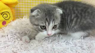 スコティッシュフォールドの動画02