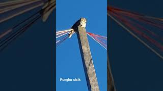 Download lagu punglor sisik mp3 Download lagu punglor sisik mp3