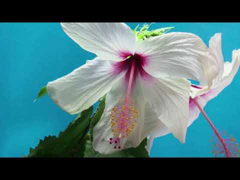 background video no copyright flowers| flowers beautiful flowers blooming