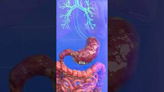 Why Do We Burp? 🥴