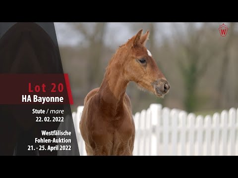 Fohlen-Auktion Lot 20 HA Bayonne Stute v. Baron (DK) - Scolari