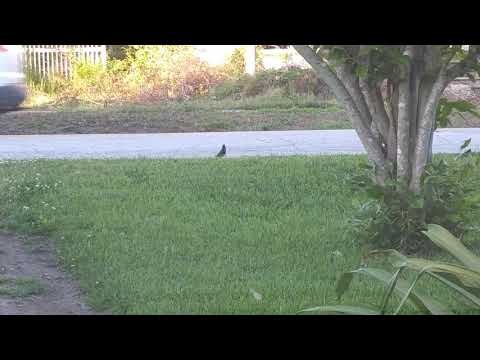 SILLY STARLINGS! KNOWN AS THE CLOWNS OF THE BIRD WORLD!