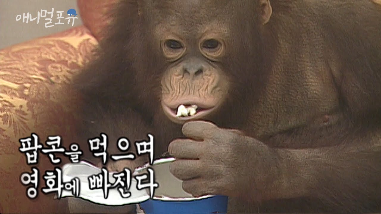 오랑우탄에게 킹콩 영화를 보여주면 어떻게 될까?|KBS 애니멀 스펀지 061125 방송