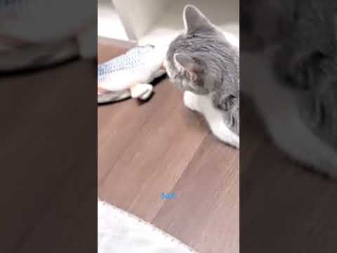 Cats have no interest in fish😂😂