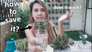 WATER THERAPY FOR MY SHRINKING CACTUS! || How To Save A Wrinkled Cactus?