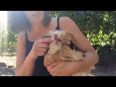 download lagu mp3 mp4 Black Crested Polish Chicken, download lagu Black Crested Polish Chicken gratis, unduh video klip Black Crested Polish Chicken