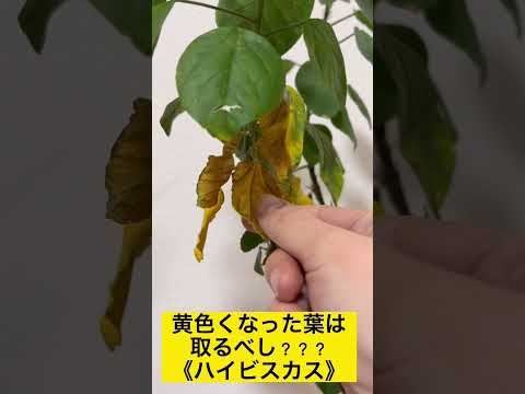 園芸 縞模様のハイビスカス