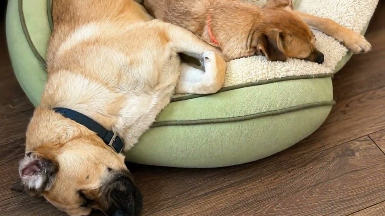 Enlarge Mike and Bob, a ADOPTABLE mixed breed in Temecula, CA video 1/1