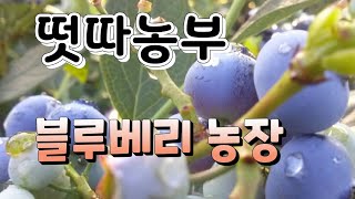 떳다농부! 블루베리 농장에 떳습니다!! 평택 뜰안에 블루베리 농장 010-8858-4155