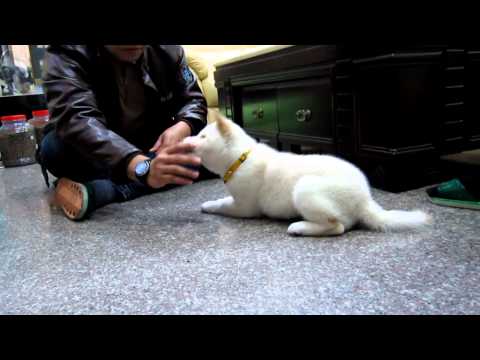 饅頭到府~影片篇(原發表者:果汁媽)(影片)