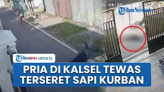 Pria 53 Tahun di Kalsel Meninggal Dunia, Diduga Terseret Sapi Kurban yang Mengamuk & Berlari Kencang