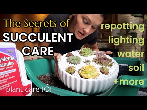 Succulent Plant Care 101 -  How To Water, Lighting, Fertilize, Soil, Repotting - Hen & Chicks
