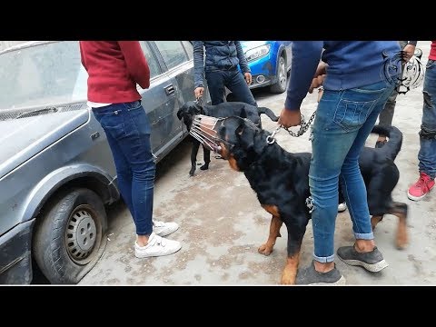 كلب الروت المجنون الكمامه اتفكت وربنا ستر .. سوق الجمعة شارع الكلاب